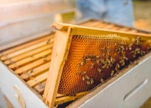 Hive frame with bees