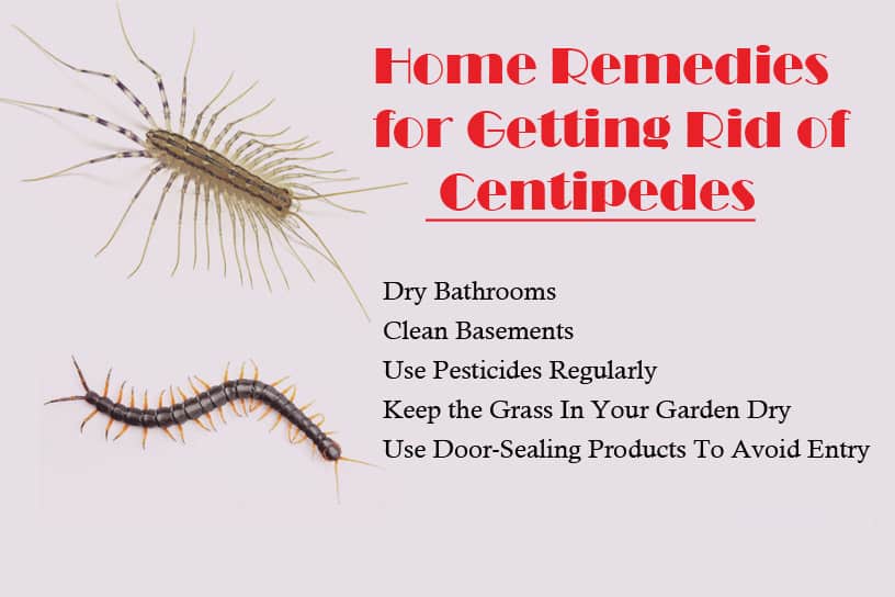 How to Get Rid of House Centipedes: Control & Prevention Guide