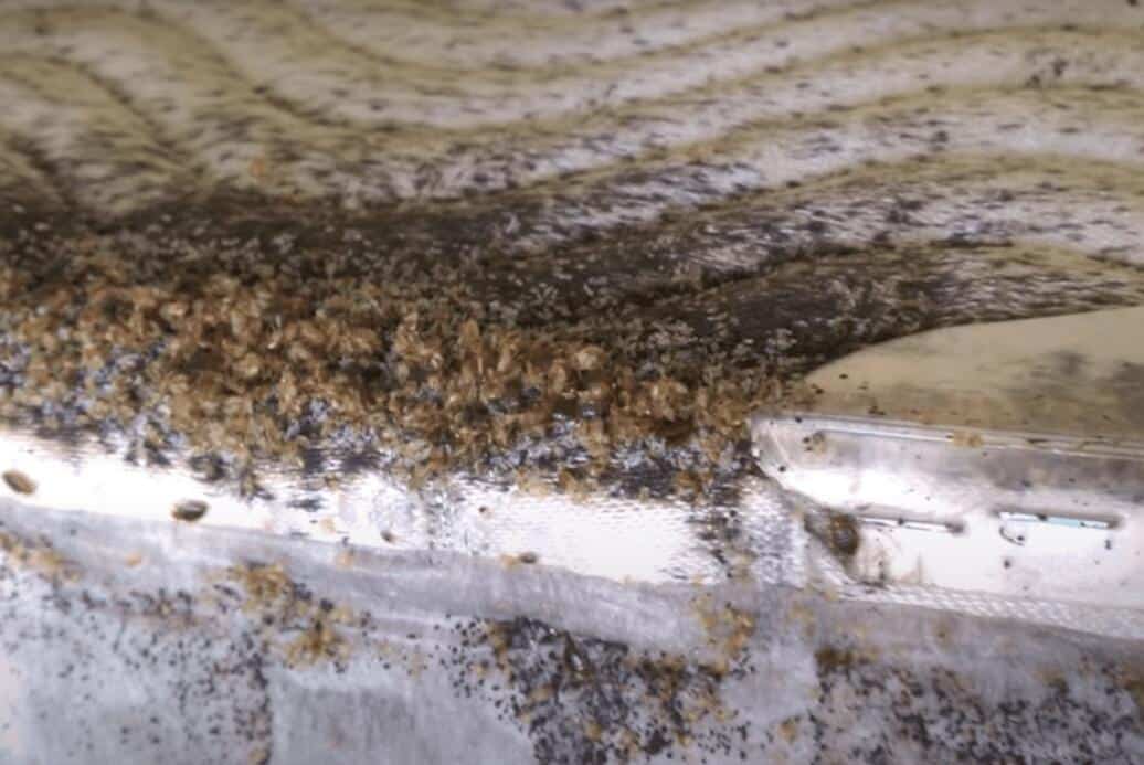 Horrific bed bug aggregation example