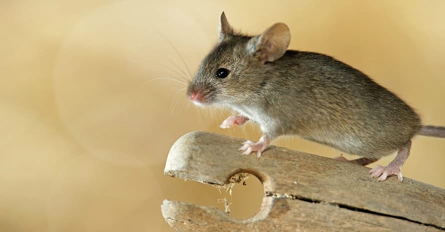 House Mouse