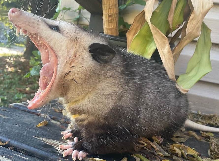 How Do Possums Get into Your House