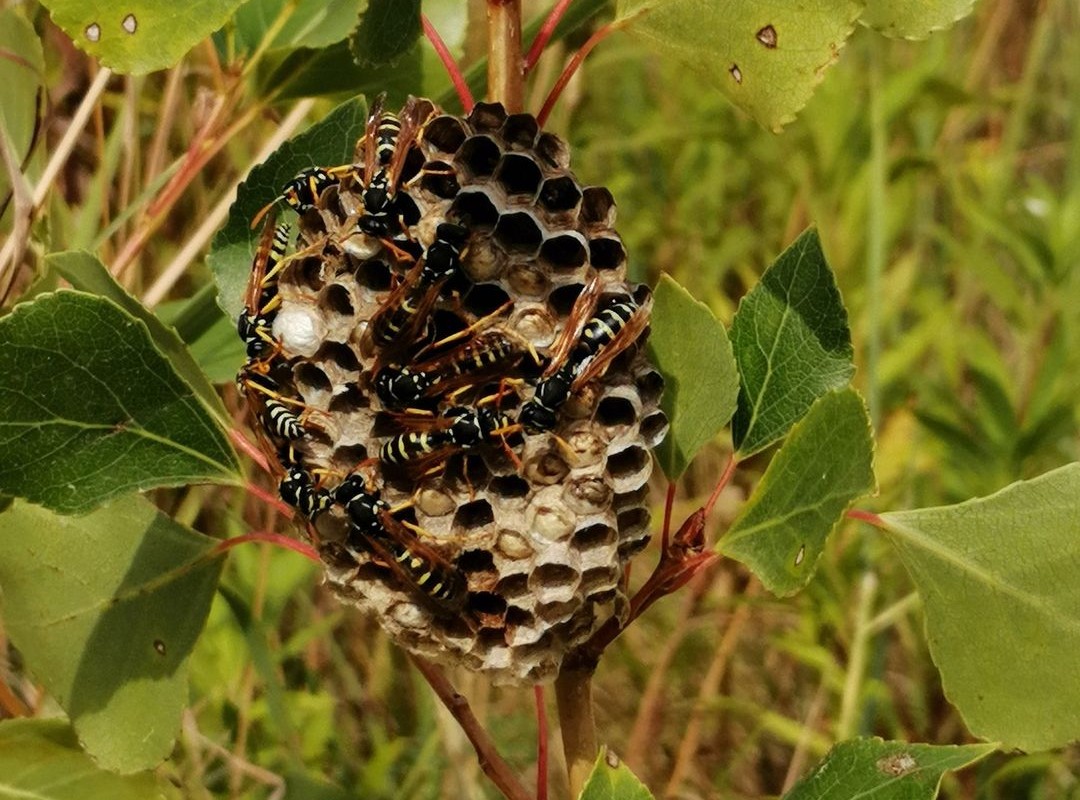 How Far Do Wasps Travel From Their Nest