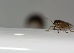 How Long Can a Bedbug Survive Without Food