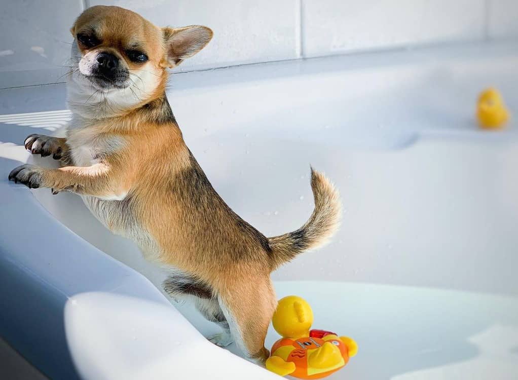 How Often Can I Bathe My Dog With Flea Shampoo