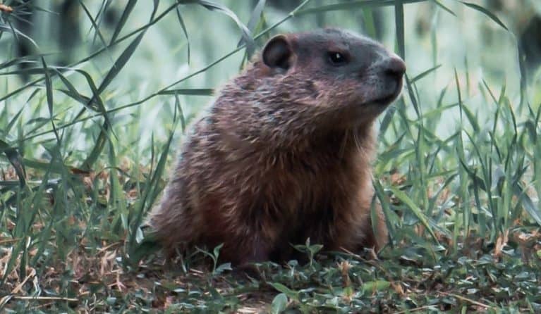 5 Best Groundhog Traps in 2024 [Detailed Reviews]