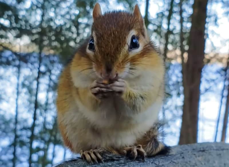 How to Catch a Chipmunk Without Killing it