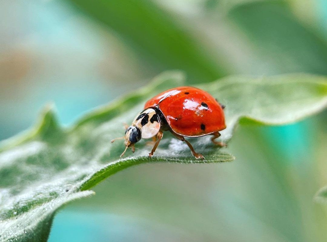 How to Control Ladybugs