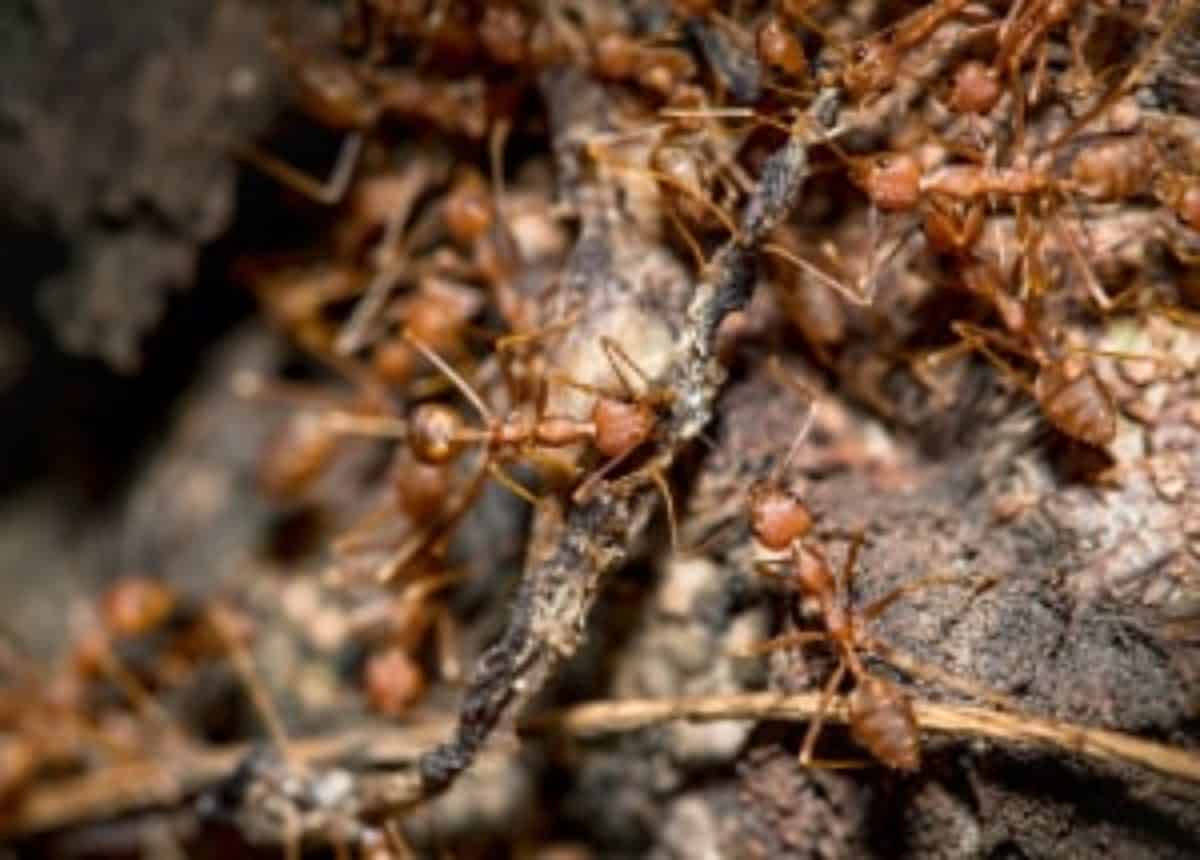 How To Get Rid Of Ant Hills Colonies In Yard Proven Methods