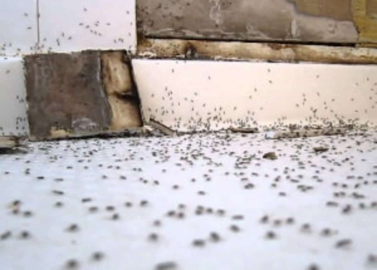 Ants in bathroom sink