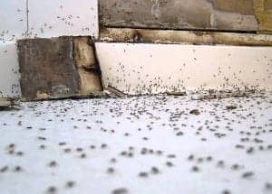 many ants in the bathroom