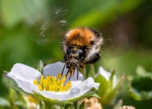 bumble bee on the flower