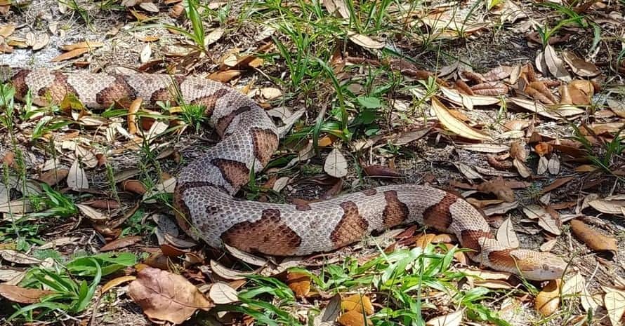 How to Get Rid of Copperhead Snakes