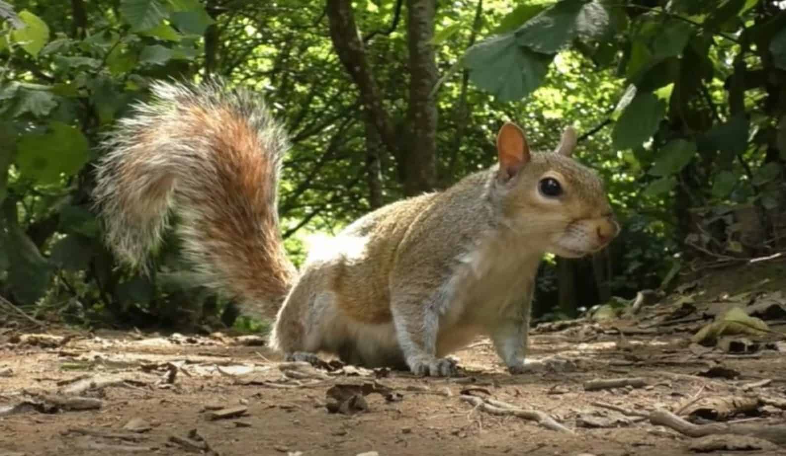 how-to-get-rid-of-ground-squirrels-my-greenery-life