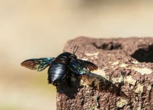 black carpenter bee on the piece of wood
