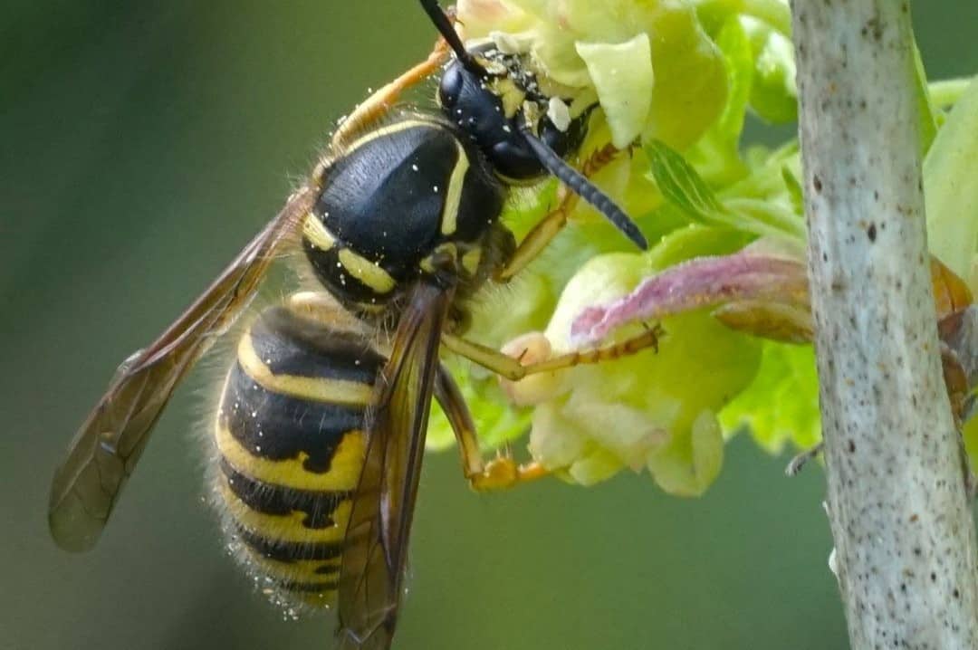 How to Keep Wasps from Returning