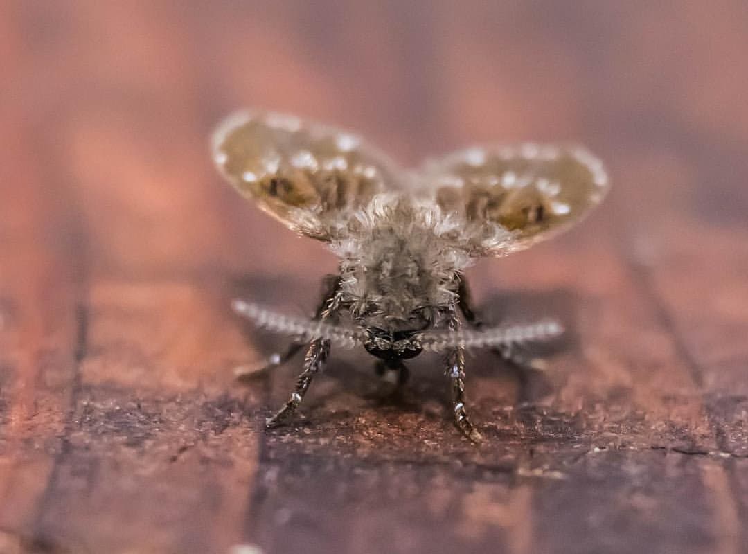 Help!!! How Do I Get Rid of Drain Flies? – Covington Naturals