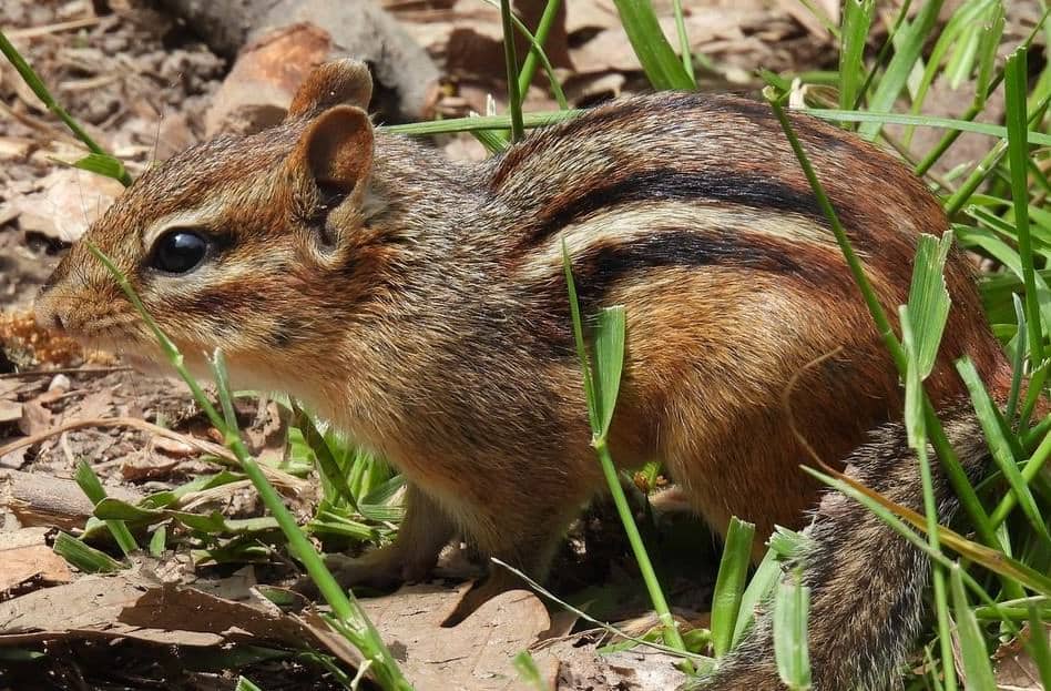 How to Repel Chipmunks