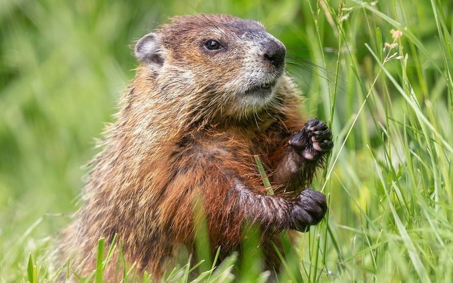 How to Repel Woodchucks Using Repellents