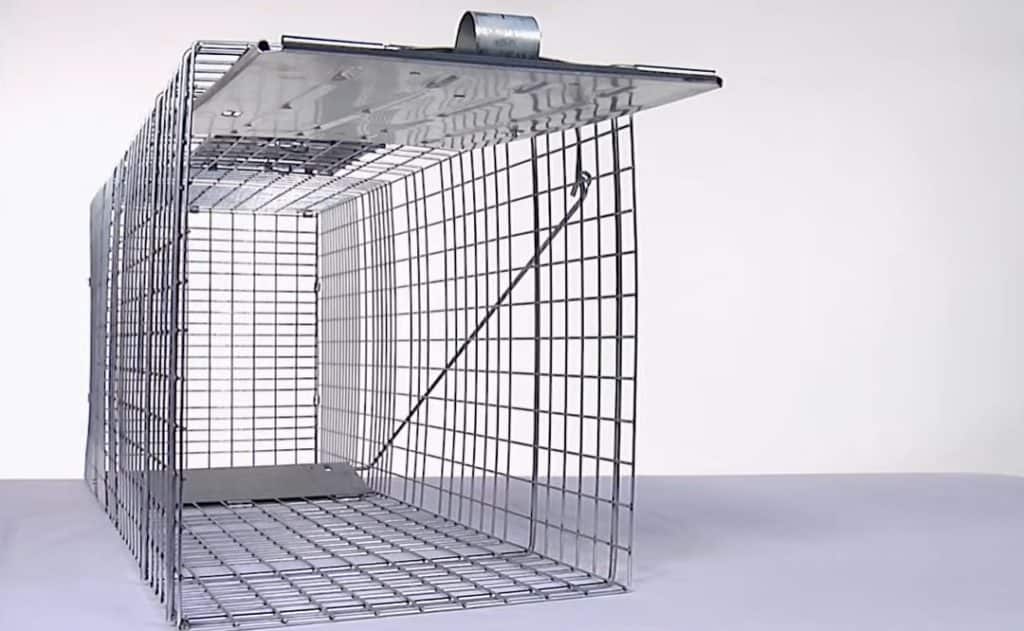 5 Best Groundhog Traps in 2024 [Detailed Reviews]