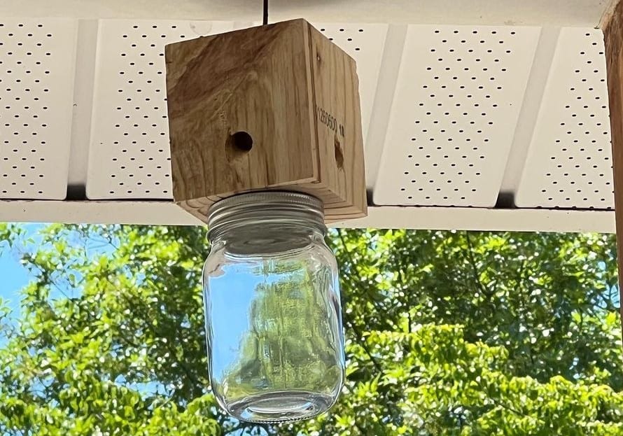 How to Trap Carpenter Bee