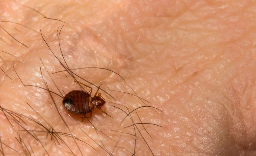 How to protect yourself from bed bugs