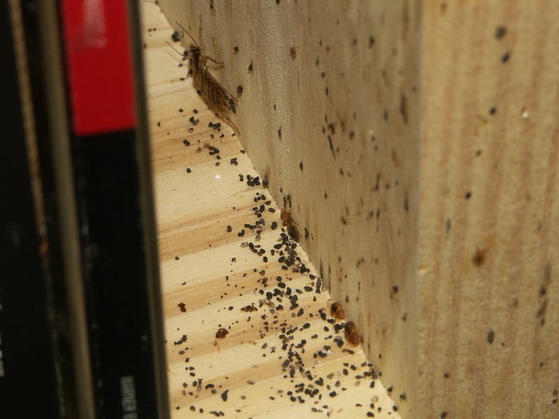 How to tell if a couch has bed bugs