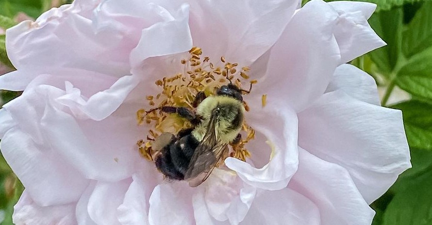 Identifying Carpenter Bees