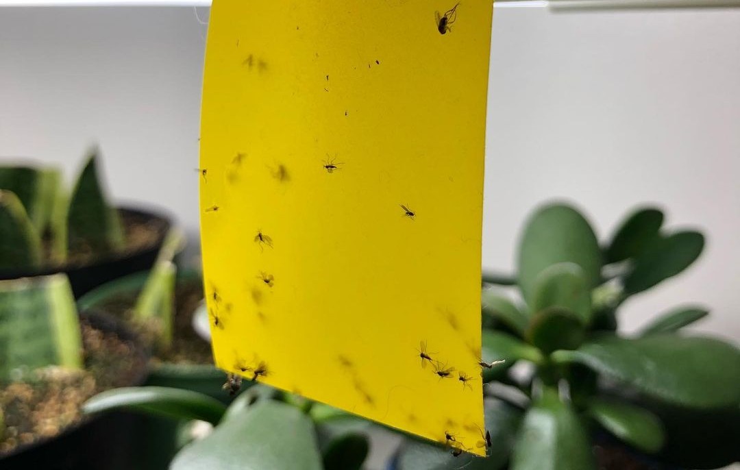 Kensizer 30-Pack Fruit Fly Trap