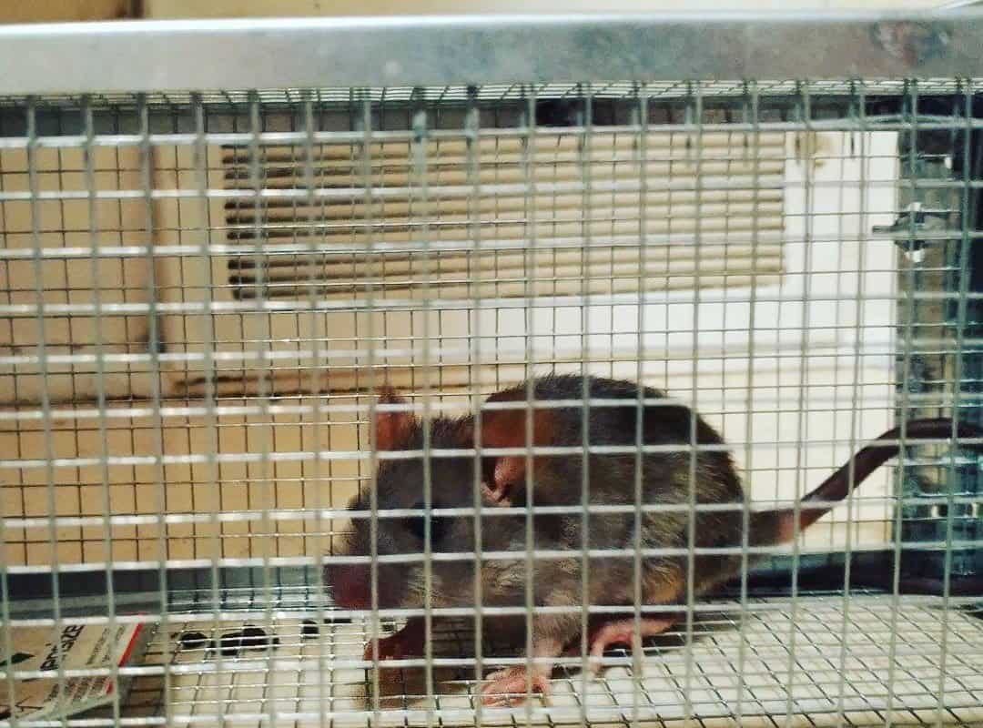 Kensizer Humane Mouse Trap Cage