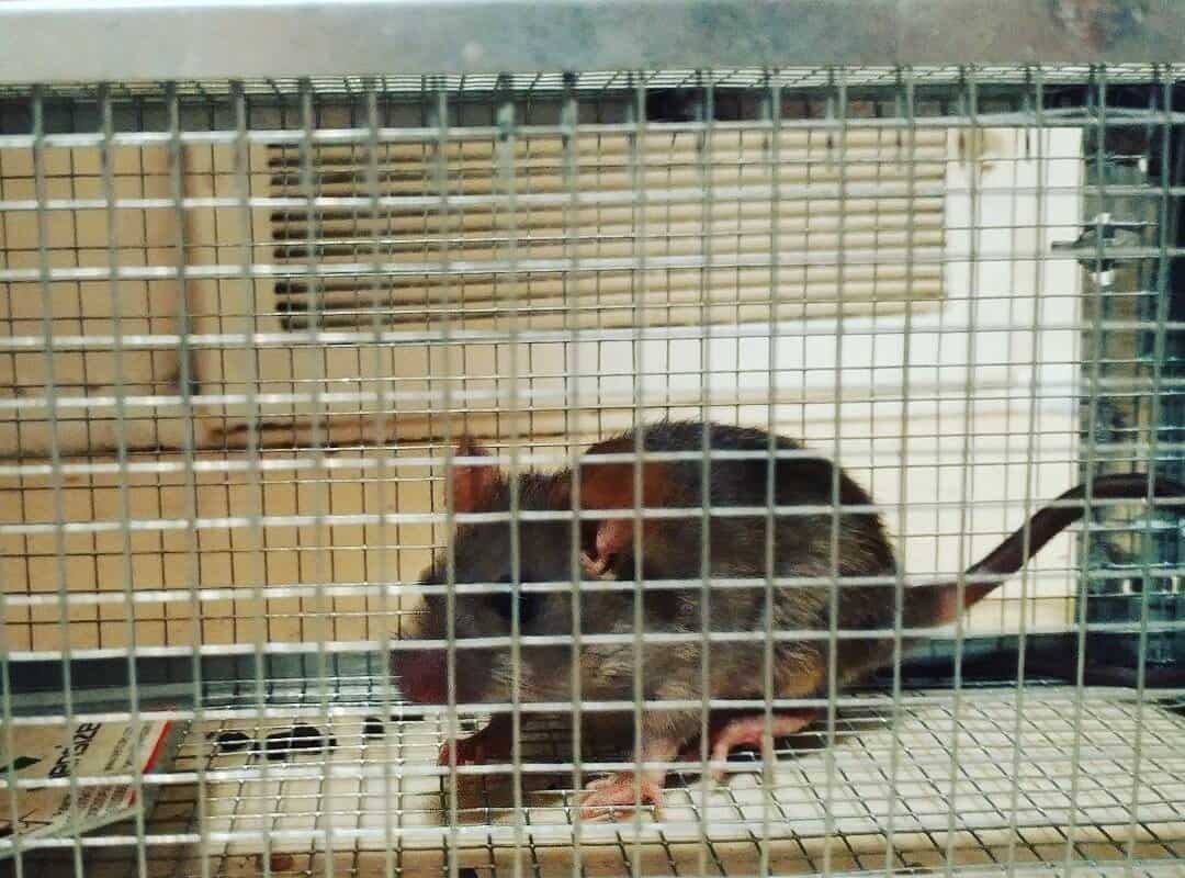 Details about   Gingbau Live Chipmunk Trap Humane Rat Mouse Cage Trap 