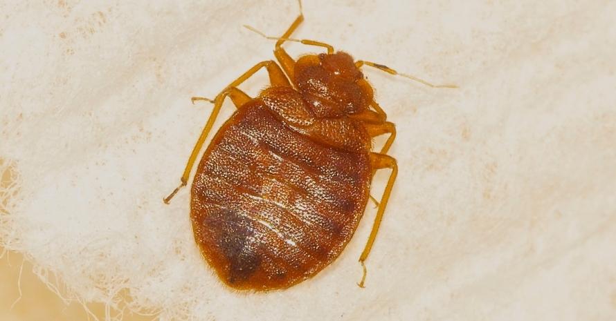 Large bed bug