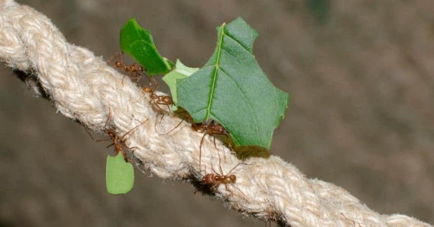Leafcutter Ants working together