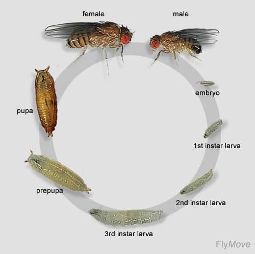 fruit fly life cycle