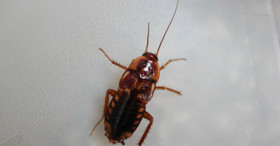 2021 Roach Exterminator Cost Roach Control Price Explained