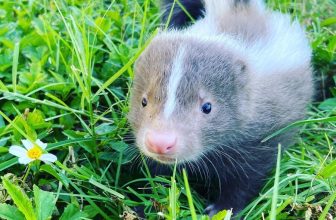 Little Skunk In The Grass