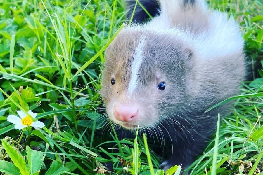 Little Skunk In The Grass