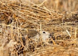 Little gopher comes out of the mink