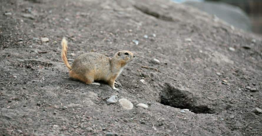 Little gopher near his mink