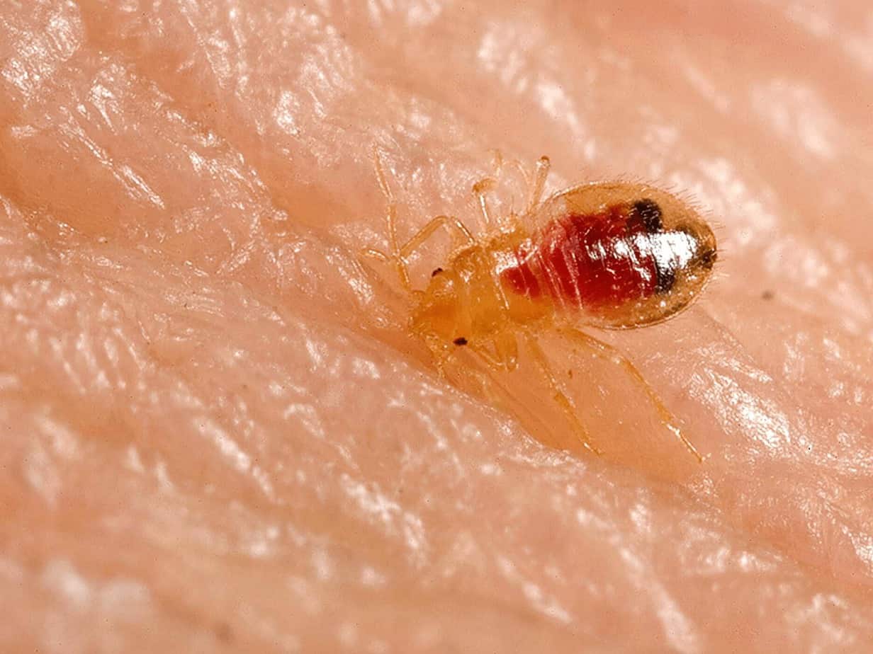 do bed bugs go into air mattresses