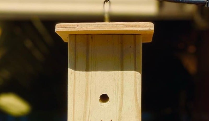 Mac's Carpenter Bee Trap