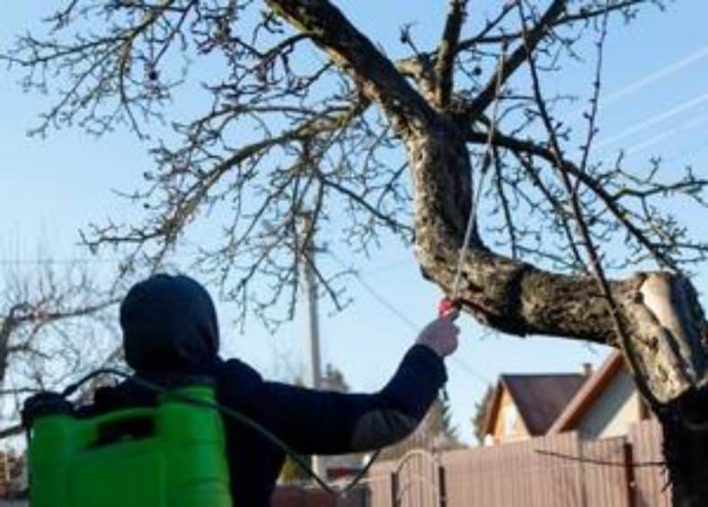 Man killing pests on a tree