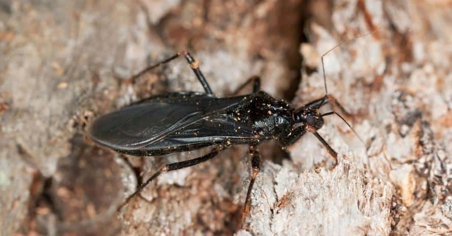 Masked Assassin Bug