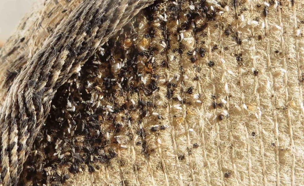 Mattress bed bug nest images are not for the faint-hearted