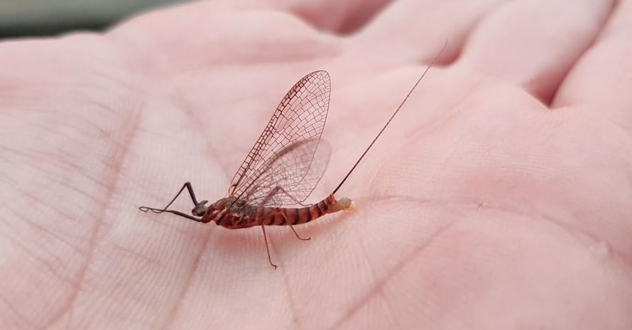 Mayfly at hand