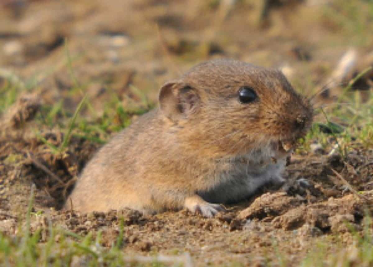 best vole poisons