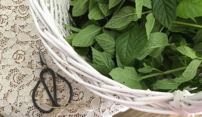 Peppermint and scissors on the table