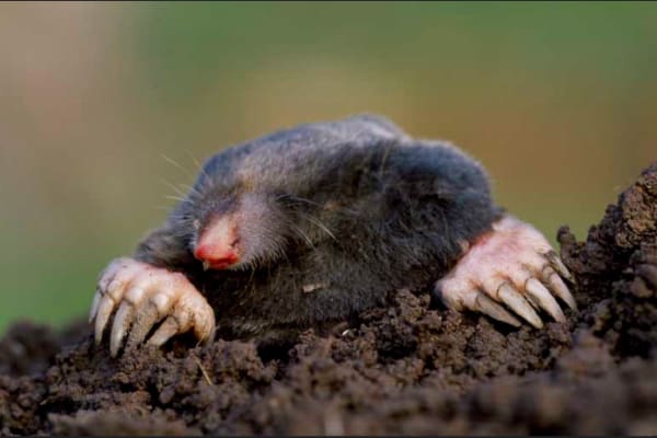 Mole climbed out of the hole