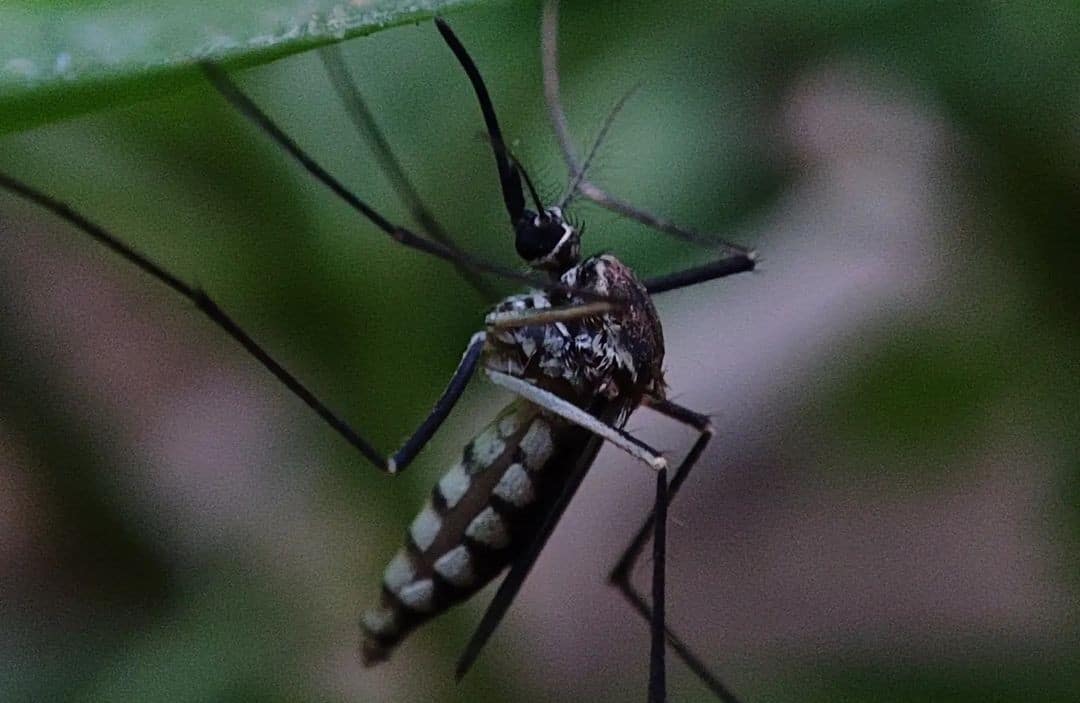 Mosquito adult