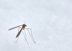 Mosquito at white background