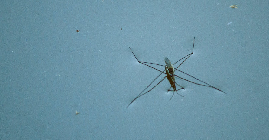 Mosquito in liquid